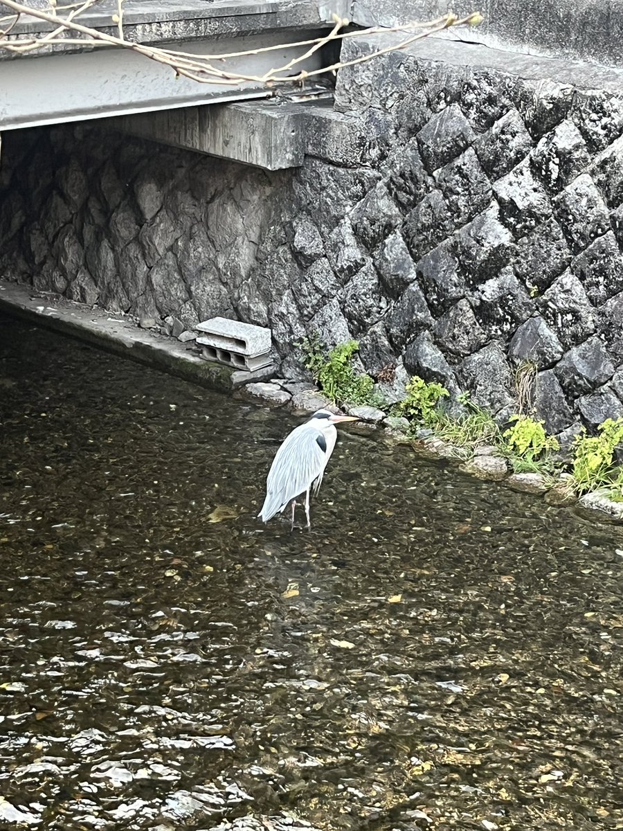 mossarishort's tweet photo. これは高瀬川のサギ https://t.co/5Rk0DbHFy2