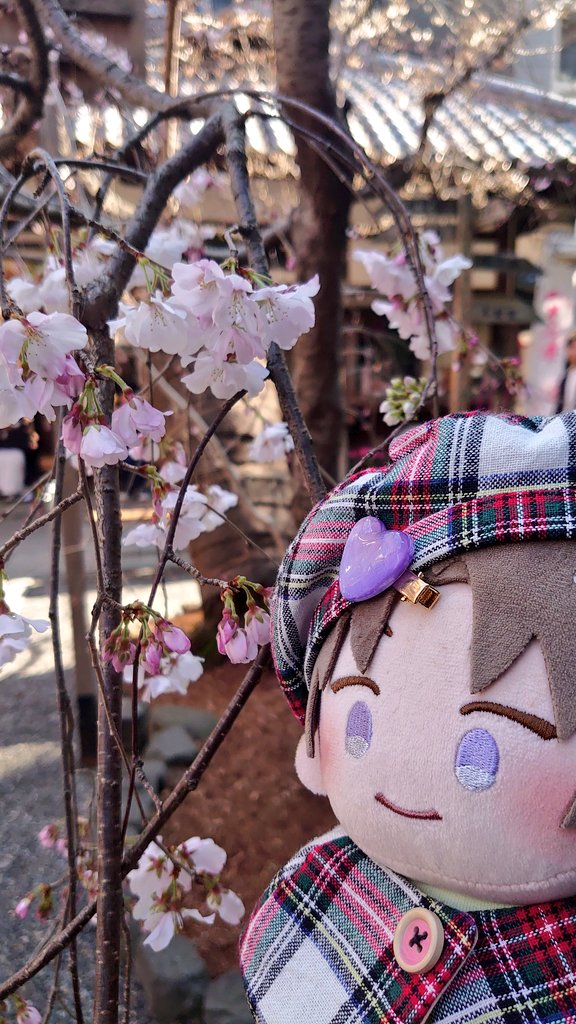 🍅ri-ra🌱🍯うかうか🐝一年🤣🌸🍶 tweet media