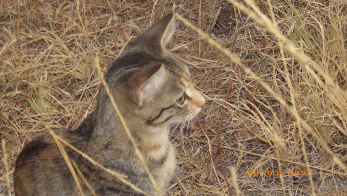 David FarleyBrain 🍄🔭Keep Alaska Canadian!! tweet media