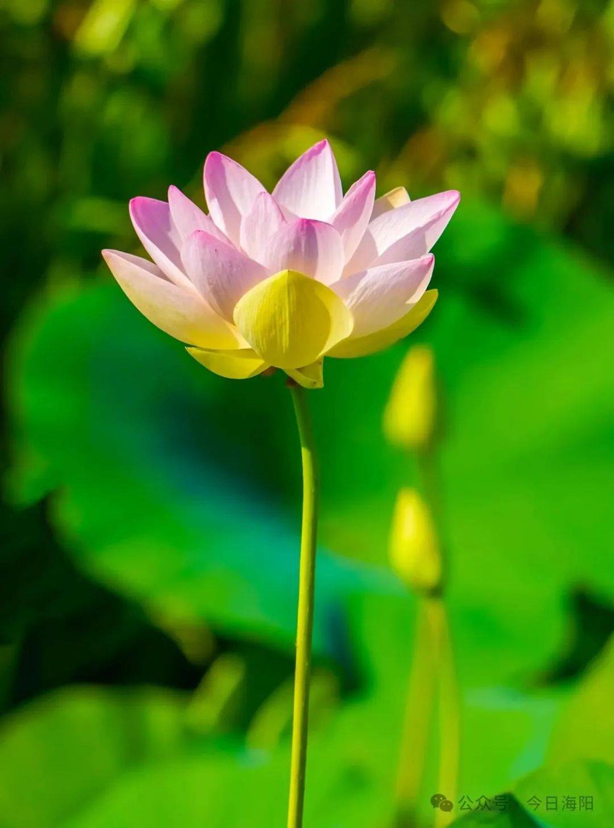 Teresa Sanchez tweet media