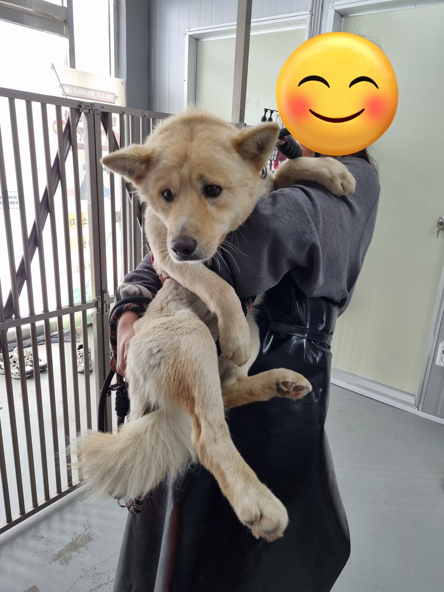 하남시 보호소 입양홍보 tweet media