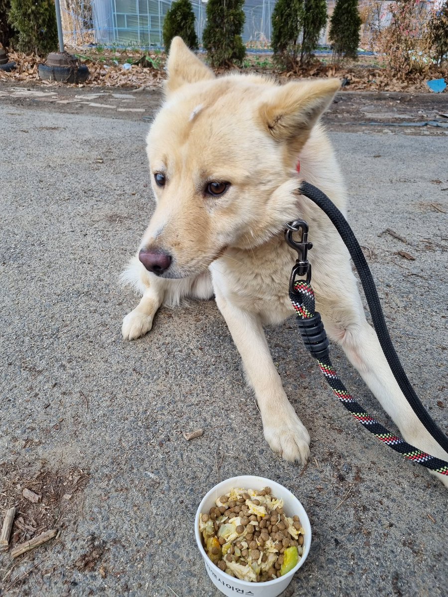 하남시 보호소 입양홍보 tweet media