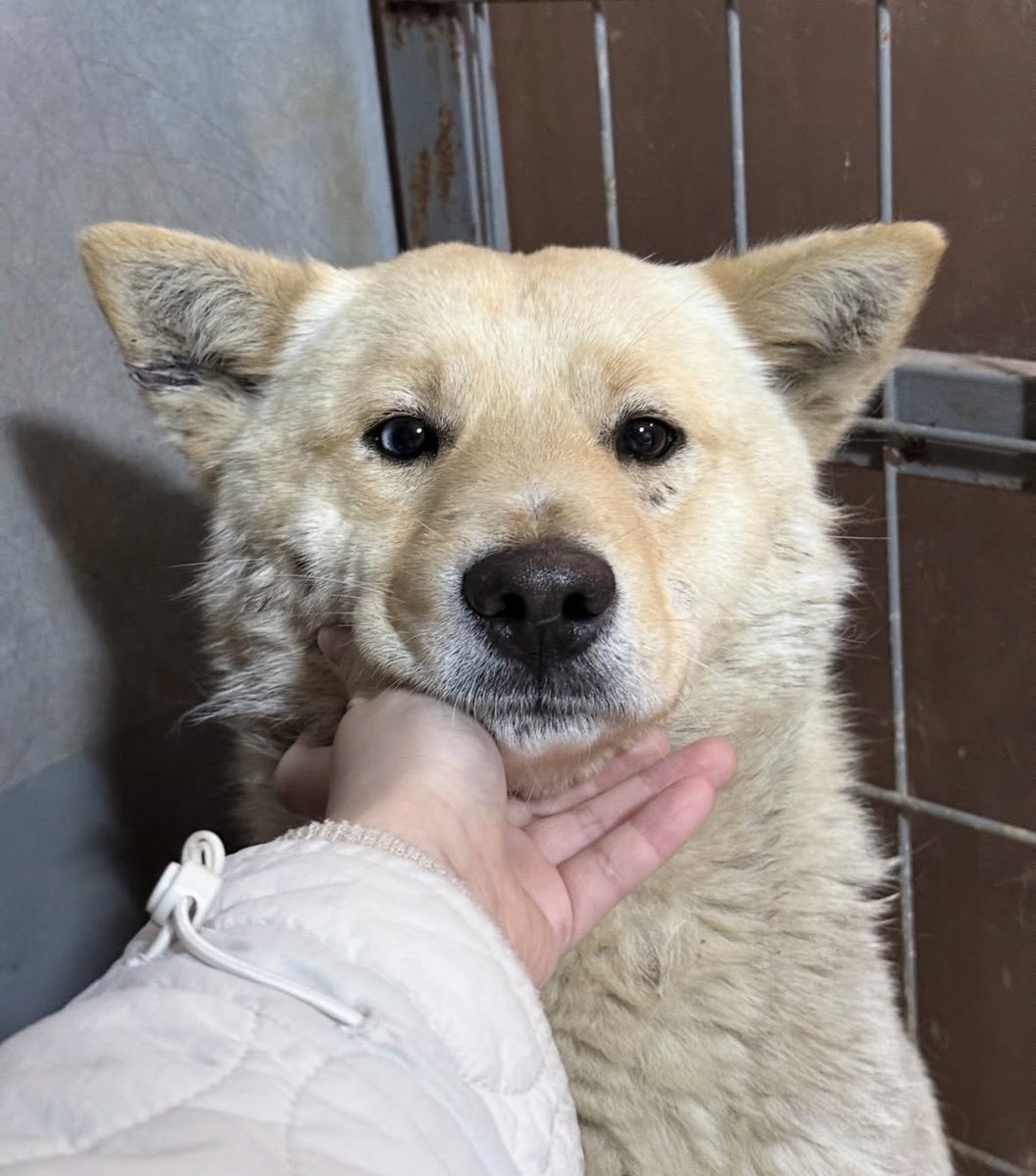 하남시 보호소 입양홍보 tweet media