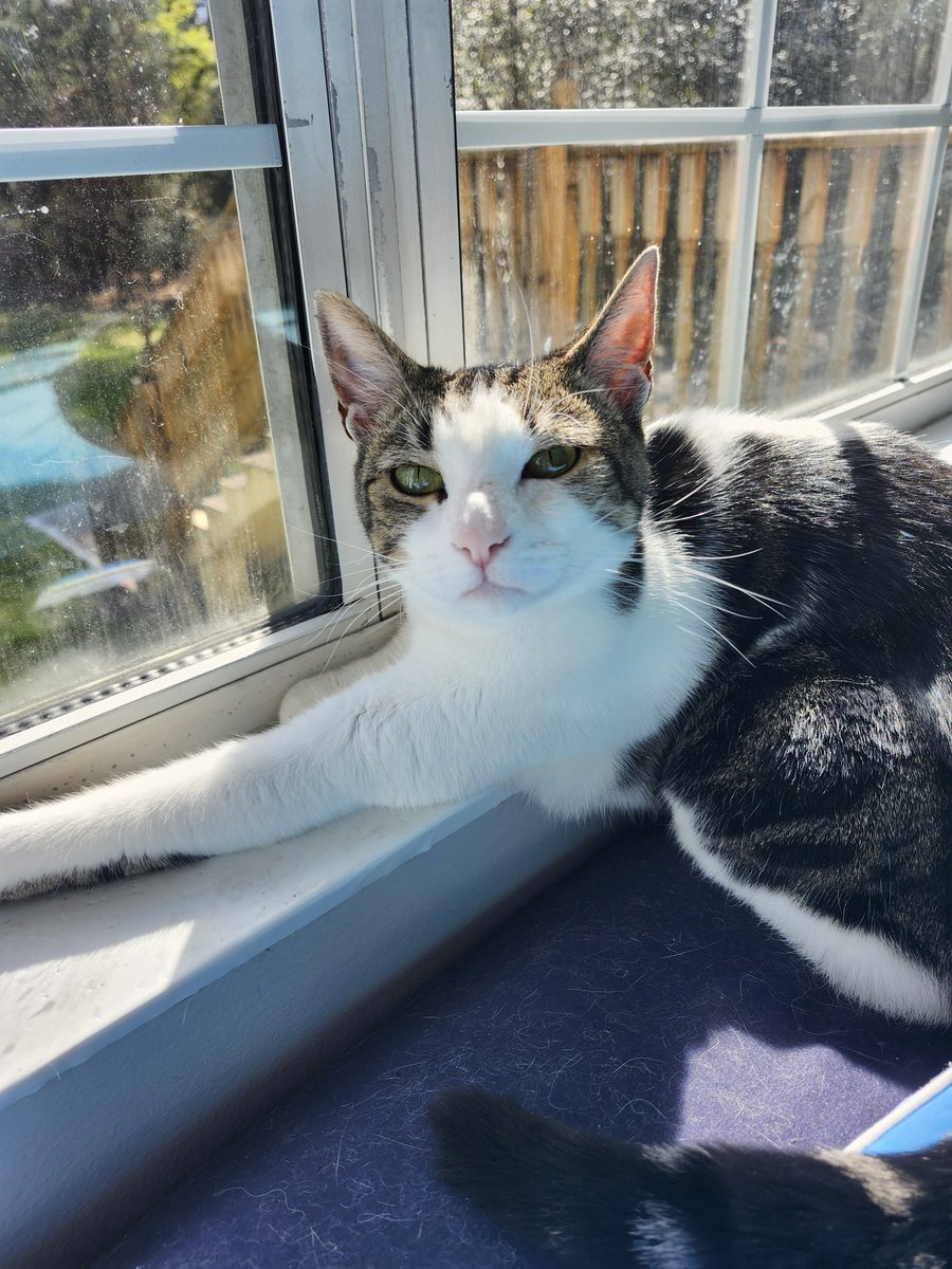 🐈 Ranae 🐈⬛ tweet media