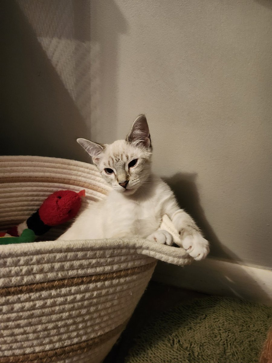 🐈 Ranae 🐈⬛ tweet media