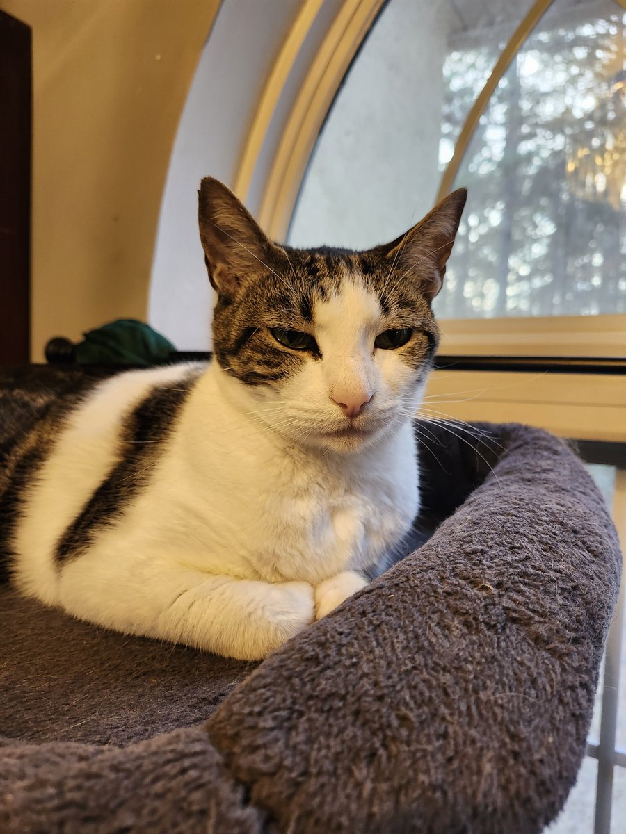 🐈 Ranae 🐈⬛ tweet media