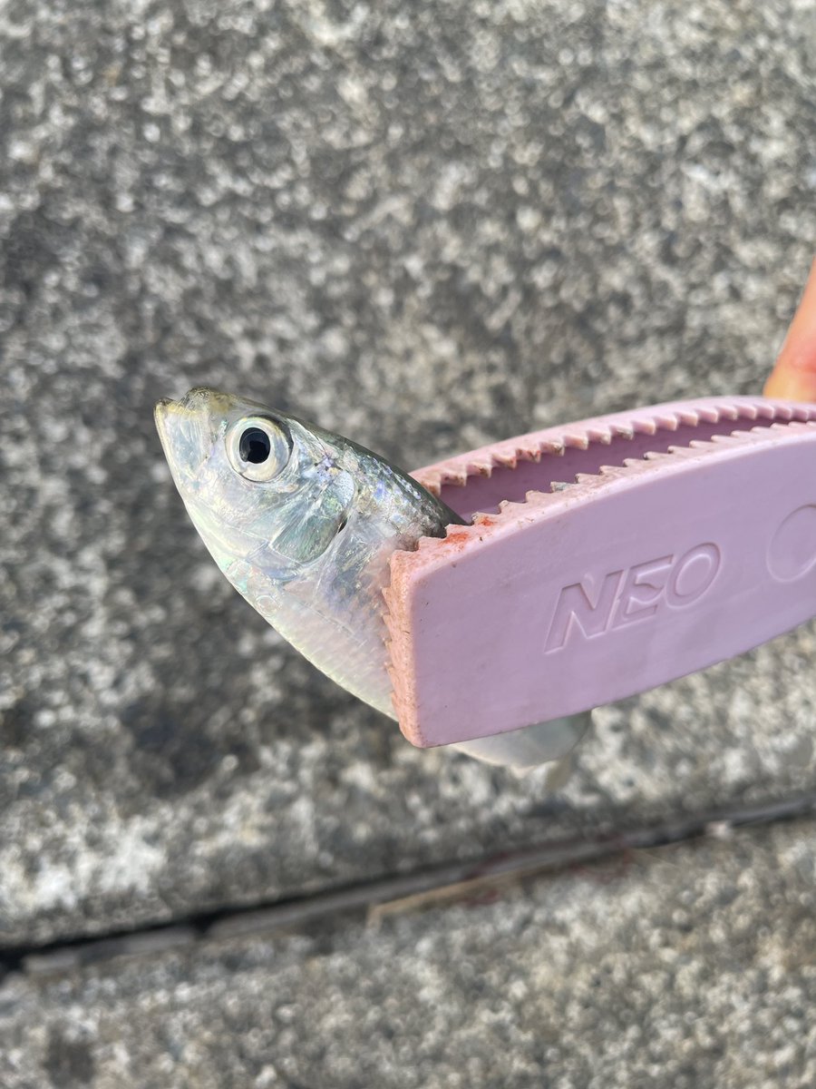 もっつー@釣りするShopifyエンジニア tweet media