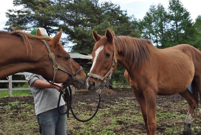 𝑹𝒊𝒏𝒊 • リニ 🐰🍪🐾 tweet media