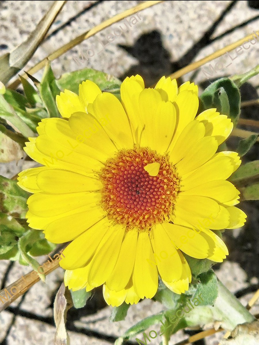 Mo_Lecular tweet media