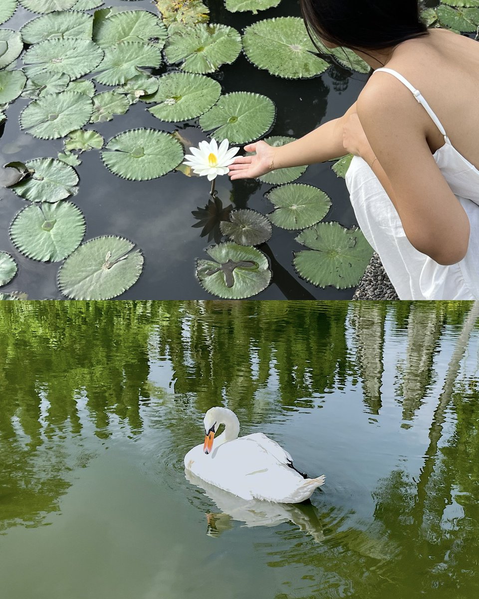 ルビー tweet media