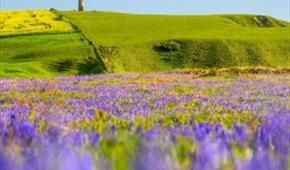 ChevertonCopse's tweet image. Spring has officially Sprung! 🌸🌺🌼🌷💐🐑🐥🌤
#springtime #almostsummer #newseason 
buff.ly/bTnu9cf