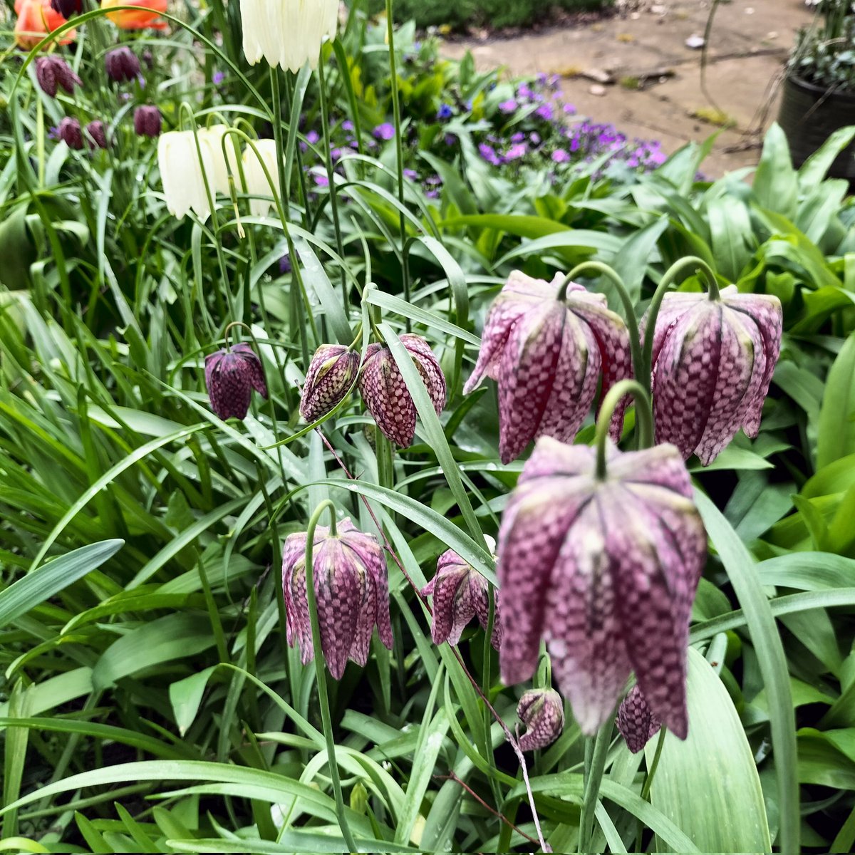 🐜hony G/Sloth Team 6 🇬🇧🇳🇴🇺🇦🏴󠁧󠁢󠁳󠁣󠁴󠁿 tweet media