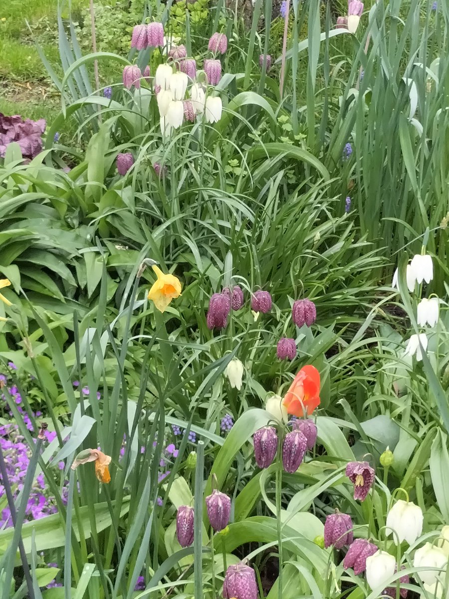 🐜hony G/Sloth Team 6 🇬🇧🇳🇴🇺🇦🏴󠁧󠁢󠁳󠁣󠁴󠁿 tweet media