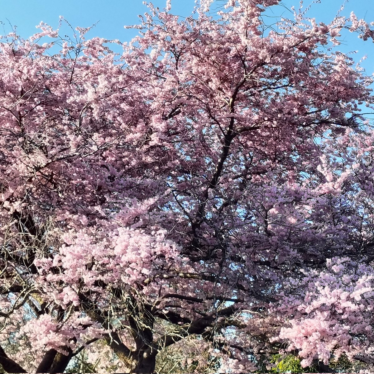 🐜hony G/Sloth Team 6 🇬🇧🇳🇴🇺🇦🏴󠁧󠁢󠁳󠁣󠁴󠁿 tweet media