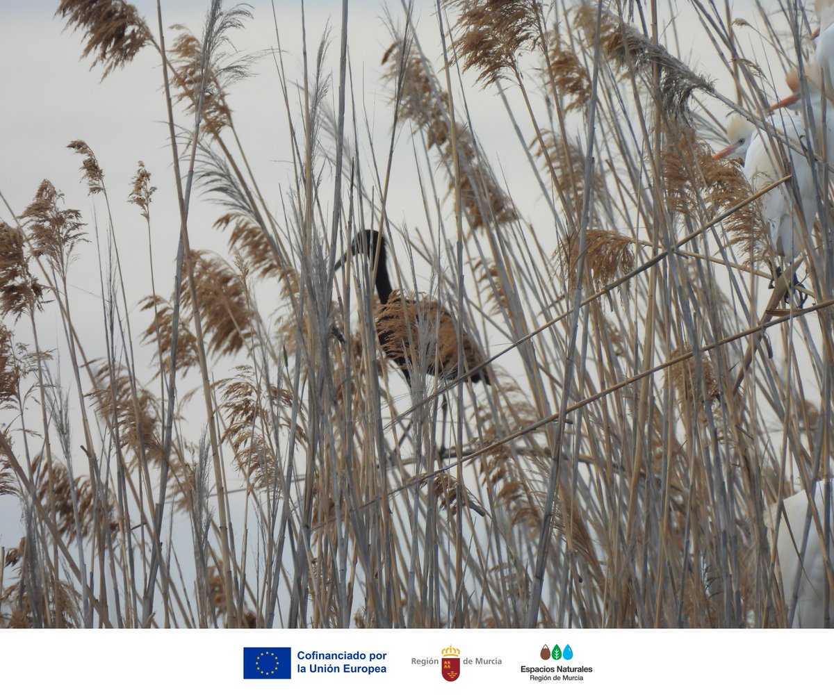 SalinasSPedroPR's tweet photo. 😍¡Vuelven los #Moritos a #SalinasSPedroPR! Son los únicos ibis presentes en Europa y ya comienzan a ocupar el carrizal de la entrada del Parque, donde nidifican y forman sus dormideros junto a distintas garzas🐣😴
¡Verlos volar en grupo es un espectáculo que no te puedes perder! https://t.co/V2lxvHQWc5