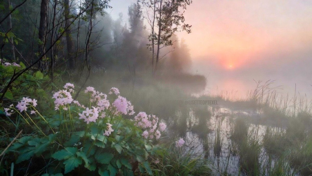 𝕃𝕚𝕤𝕖𝕥𝕥𝕖 𝕋𝕙𝕖𝕚𝕛𝕤𝕤𝕖𝕟 tweet media