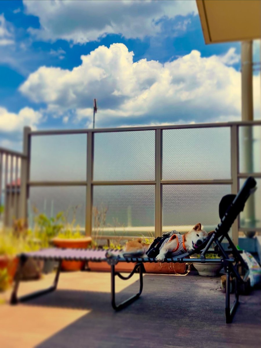 真希ナルセ(マキ) tweet media