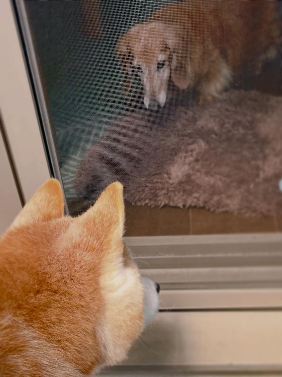 真希ナルセ(マキ) tweet media