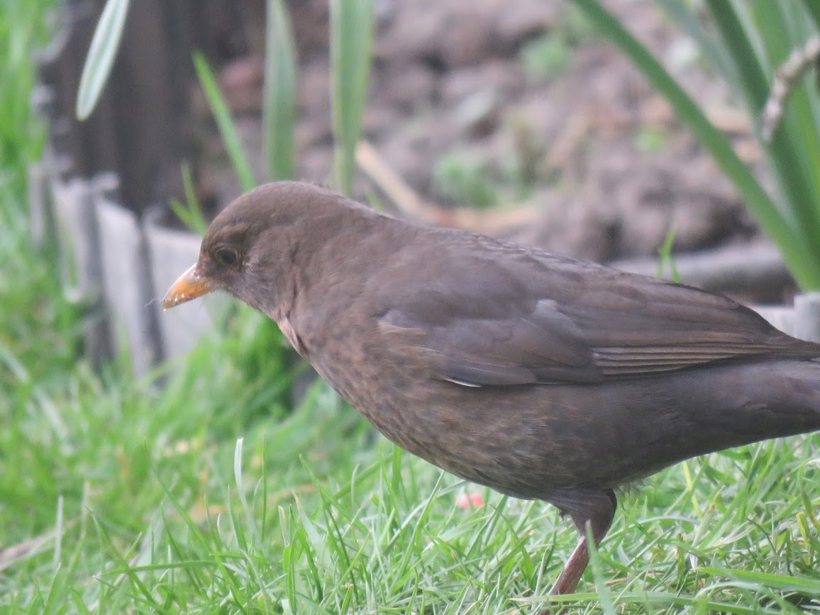 Where is Nature meant to live?🦉🐦🦋🌻🌳🦌🐞 tweet media