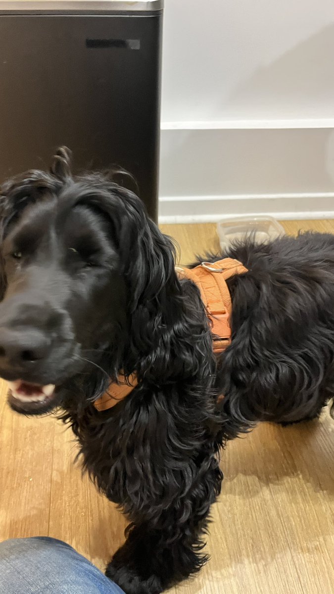 Satvik Puti tweet media