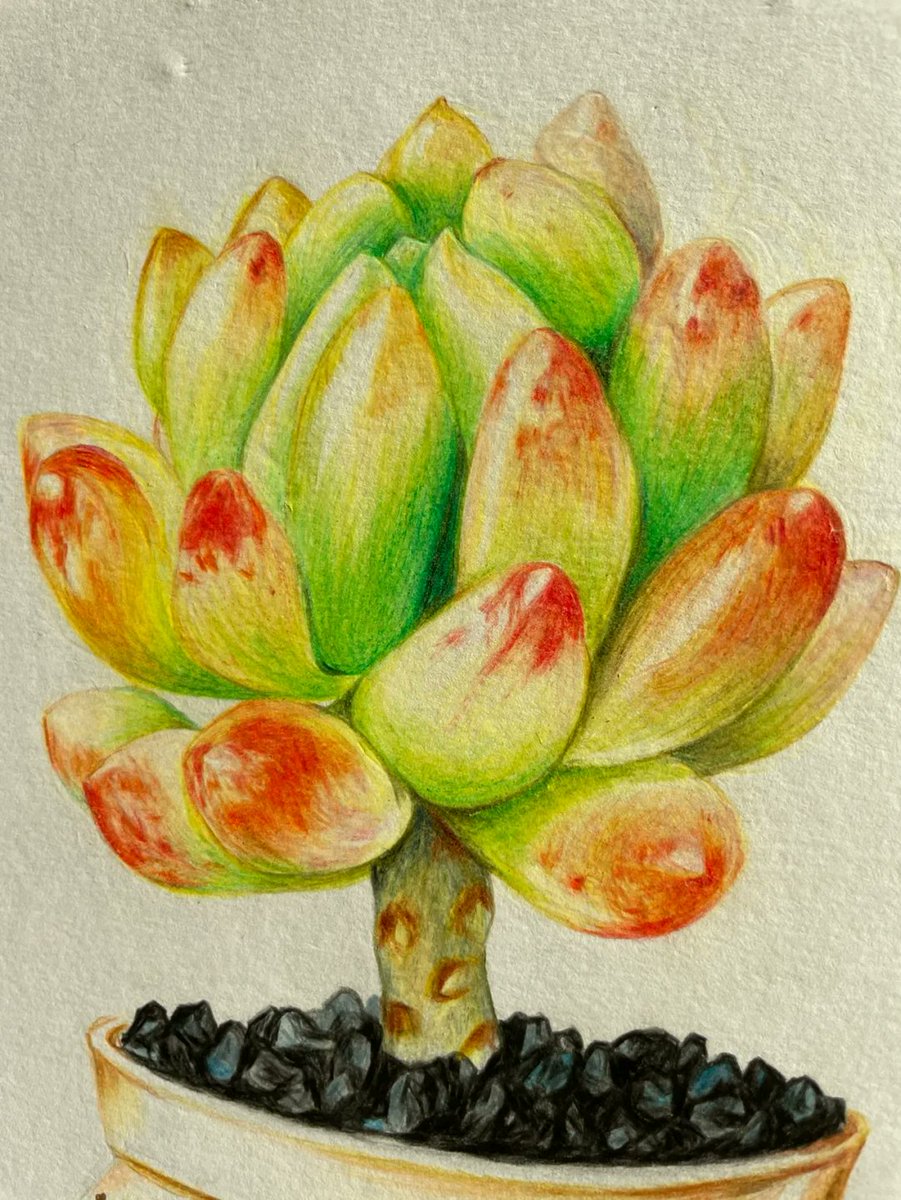 FEA PINK tweet media