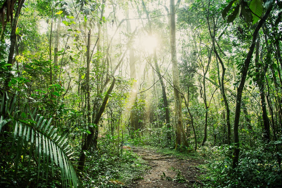 GideonSsekidde's tweet photo. My day was lit. Just got back from trekking chimpanzees in Kibale National Park, and it was a real wild experience. Can't wait to share more.
#GoldenPosts @MTWAUganda @GovUganda #ChimpTrek @KibaleNationalPark https://t.co/8aFDg9a0MN