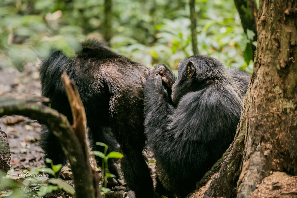 GideonSsekidde's tweet photo. My day was lit. Just got back from trekking chimpanzees in Kibale National Park, and it was a real wild experience. Can't wait to share more.
#GoldenPosts @MTWAUganda @GovUganda #ChimpTrek @KibaleNationalPark https://t.co/8aFDg9a0MN