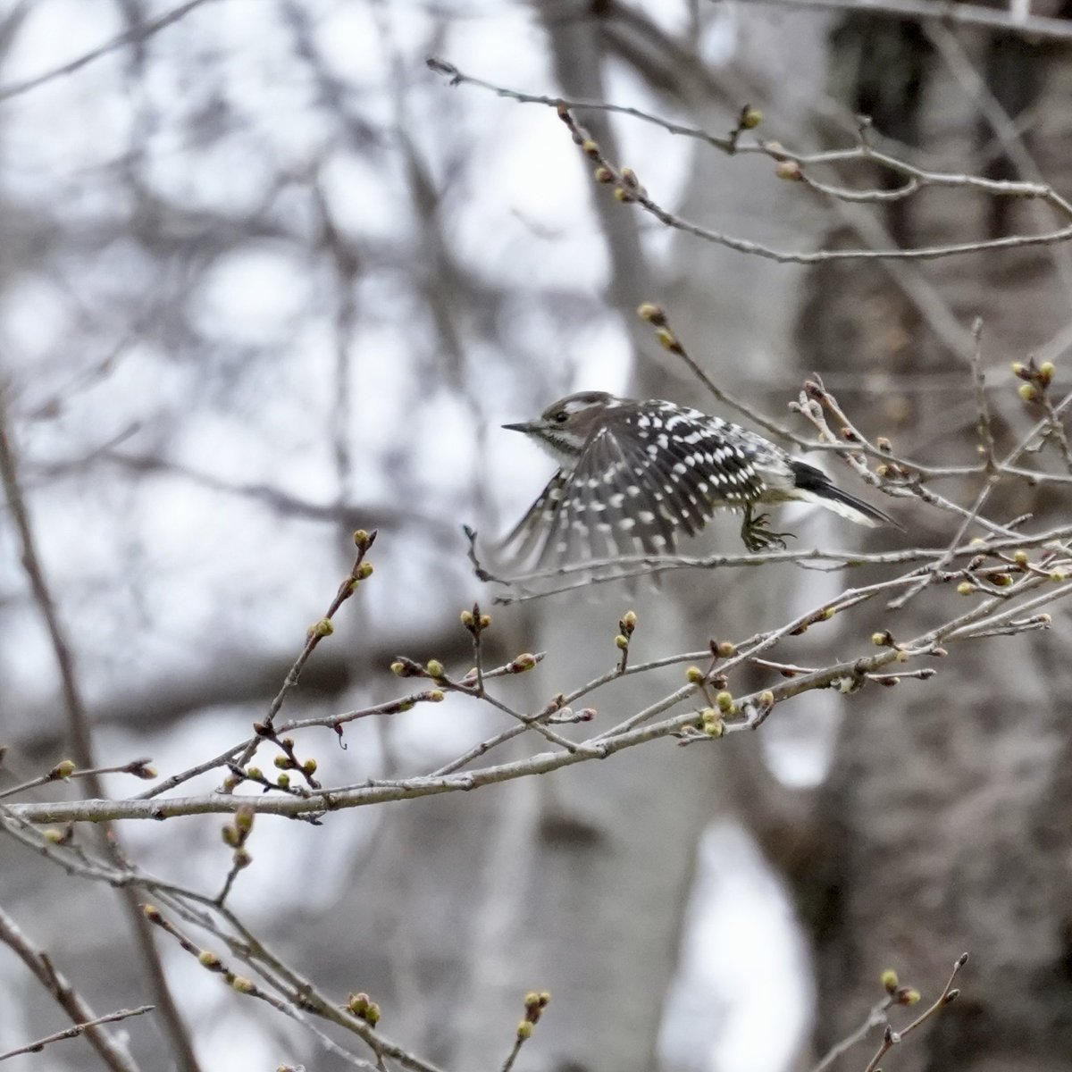飛んでるコゲラ撮れた(^｡^)

#野鳥　#コゲラ