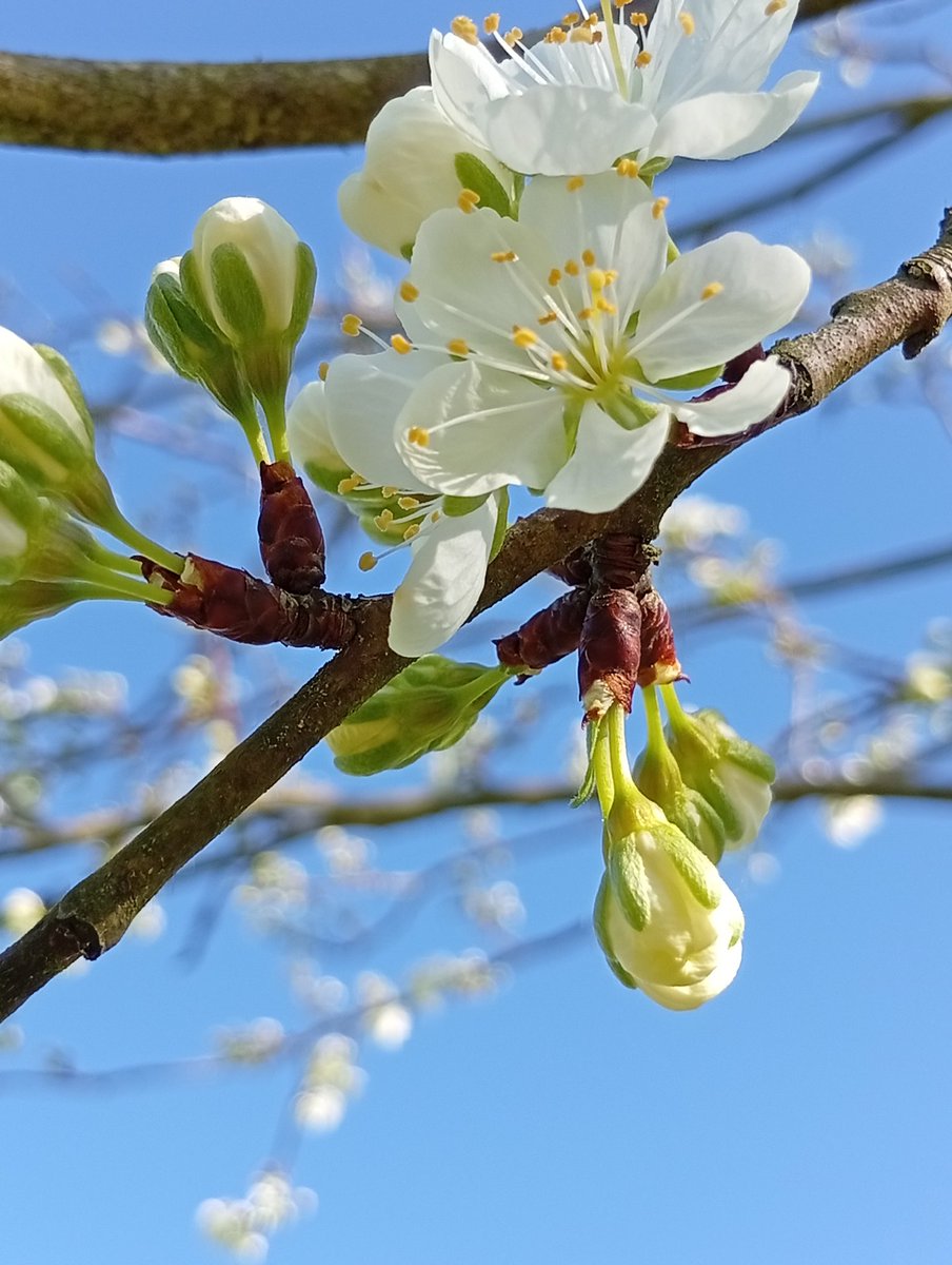 AlienoradoreX(4i) tweet media