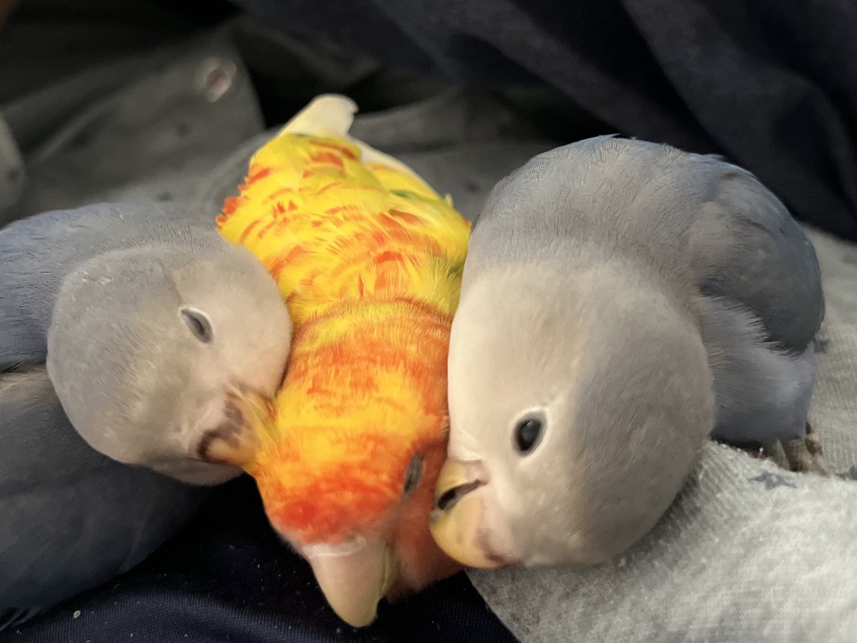 エンリコ tweet media