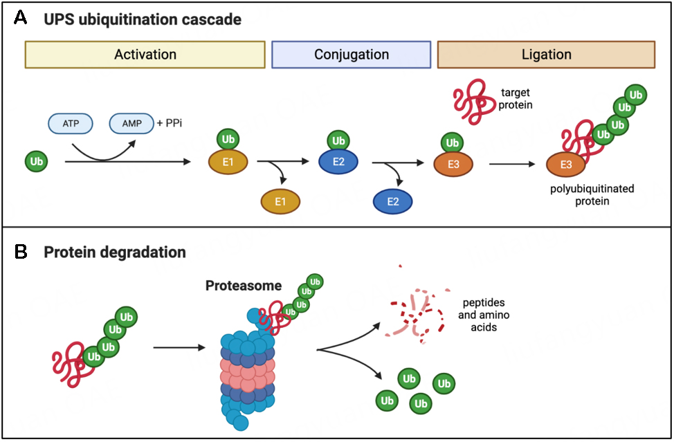 Journal of Translational Genetics and Genomics tweet media