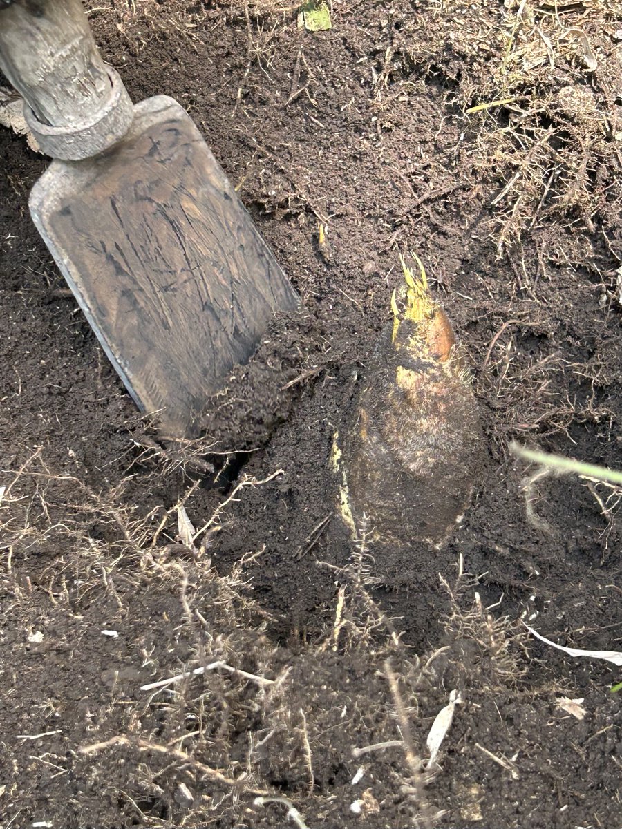 white lilly tweet media