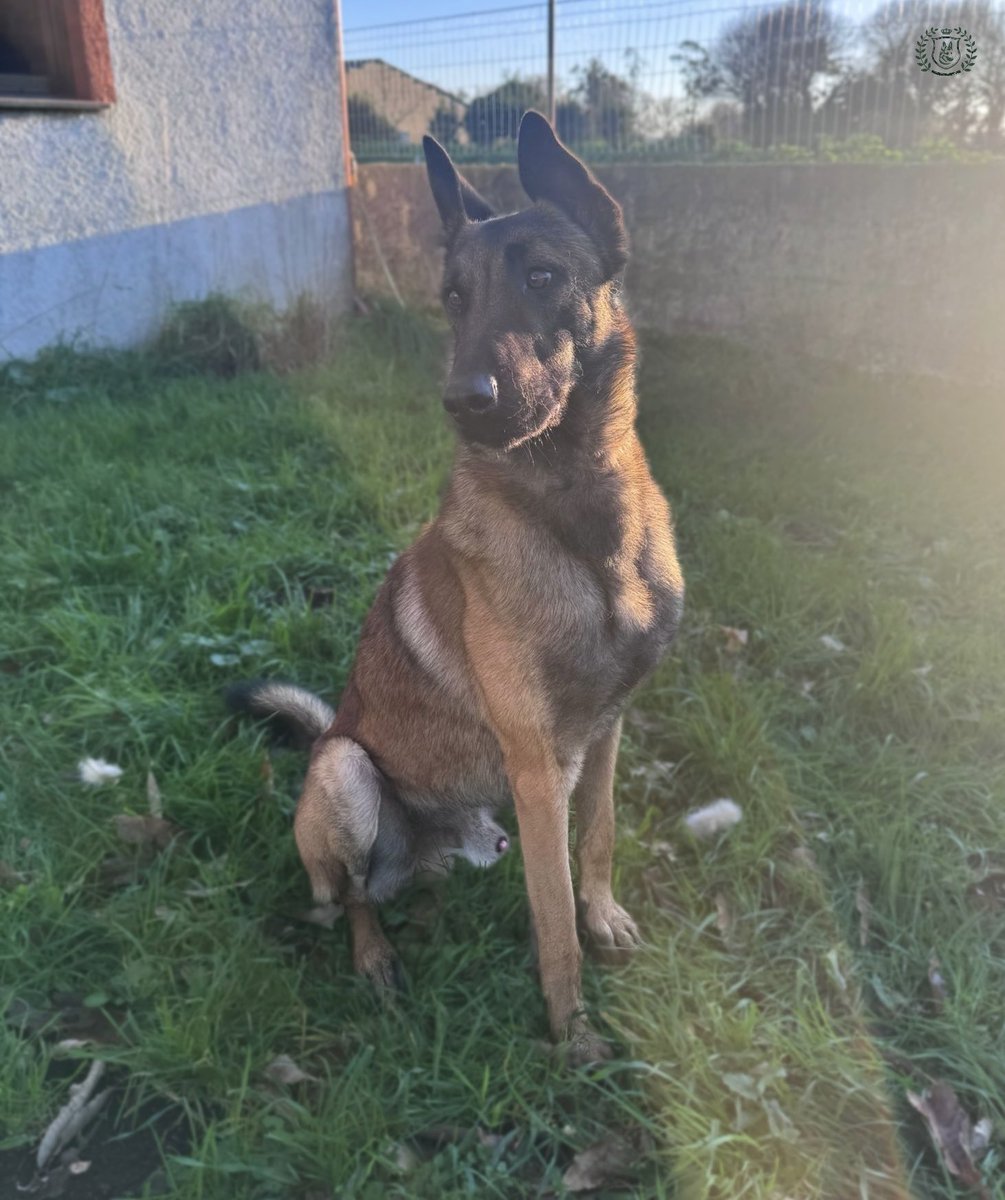 BENEMERITVM tweet media