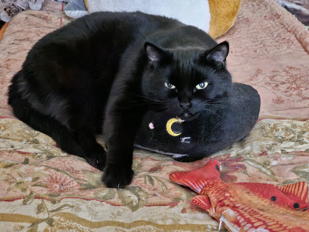 Blazing Wizard tweet media