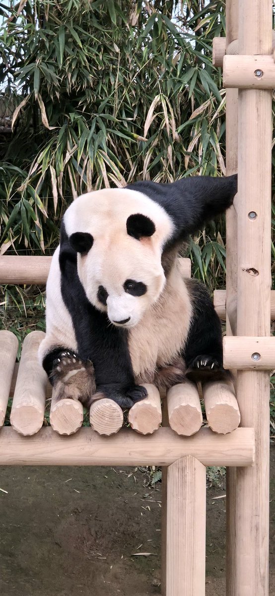 🐼포션파는 NPC 한스🐼 tweet media