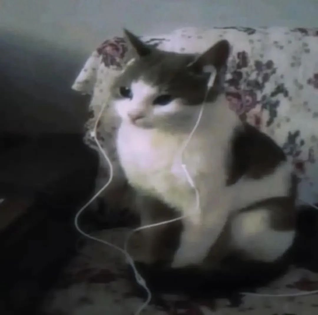 хинн🐈⬛ tweet media