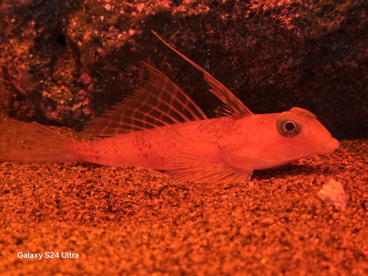 リースノー tweet media