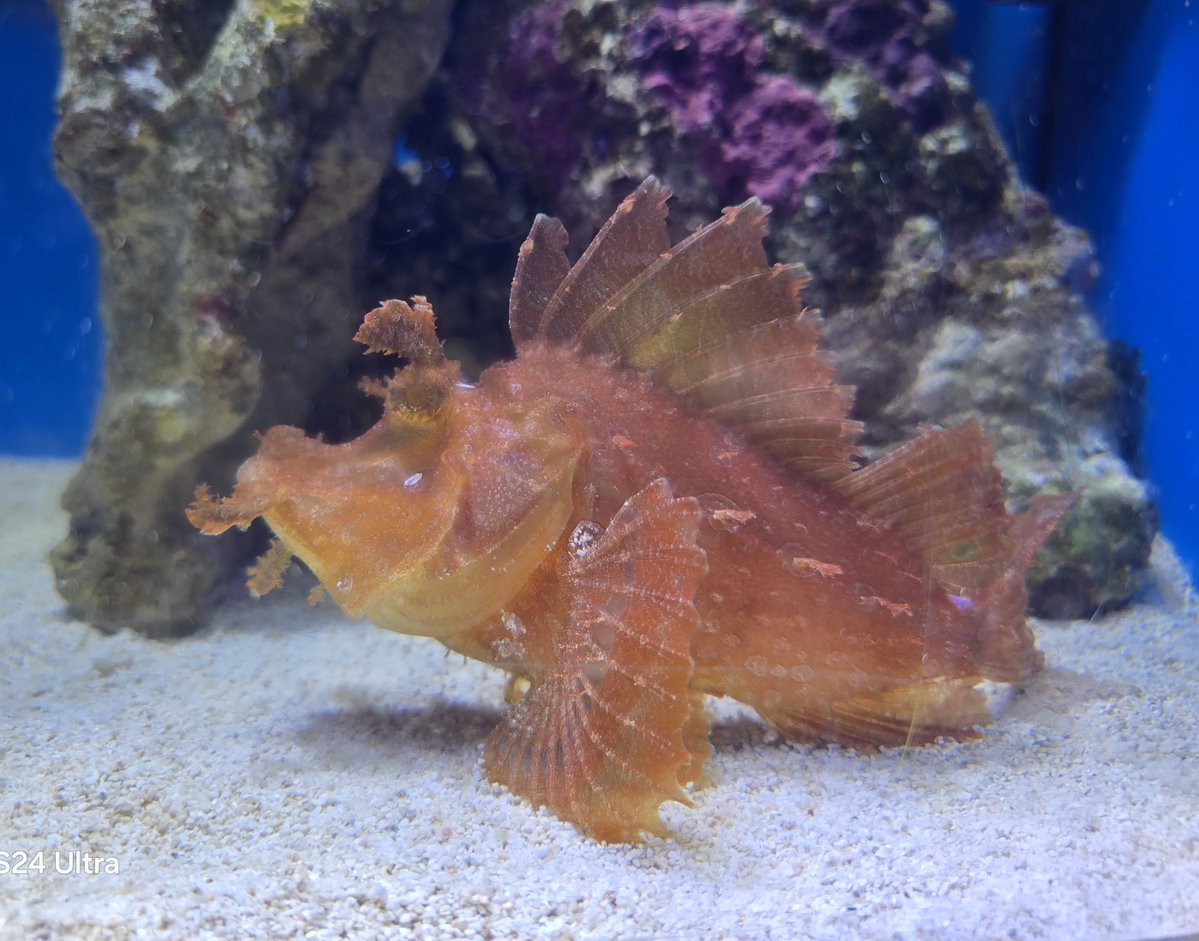 リースノー tweet media