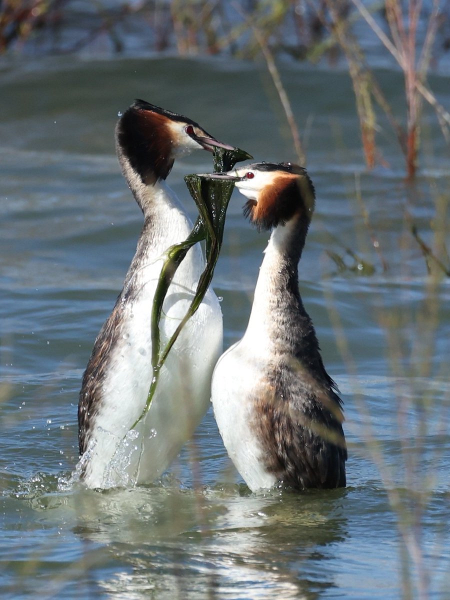 Ruben Zayas tweet media