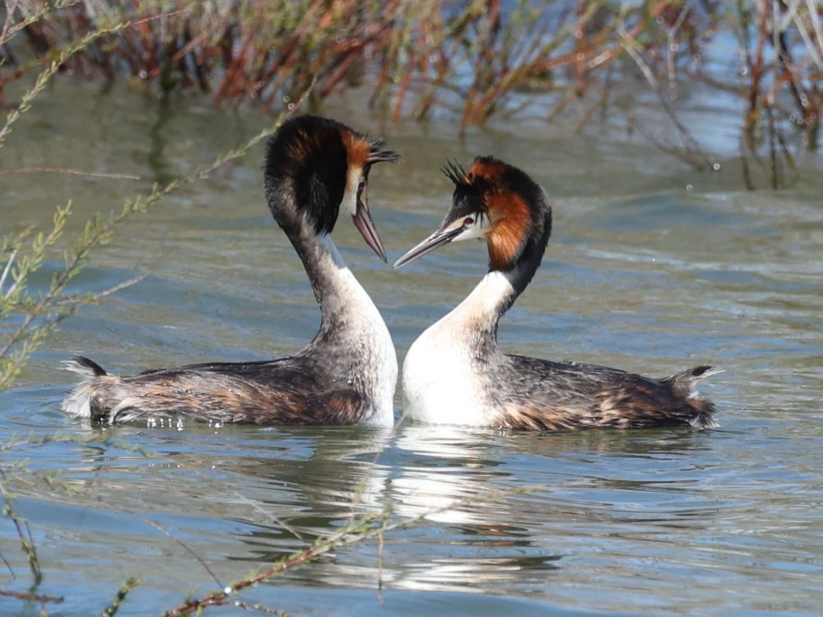 Ruben Zayas tweet media