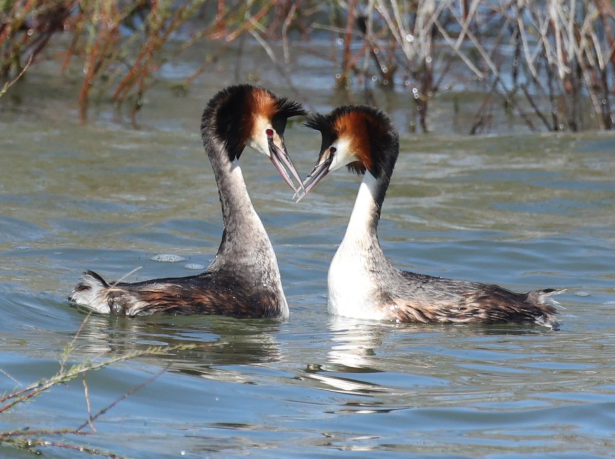 Ruben Zayas tweet media