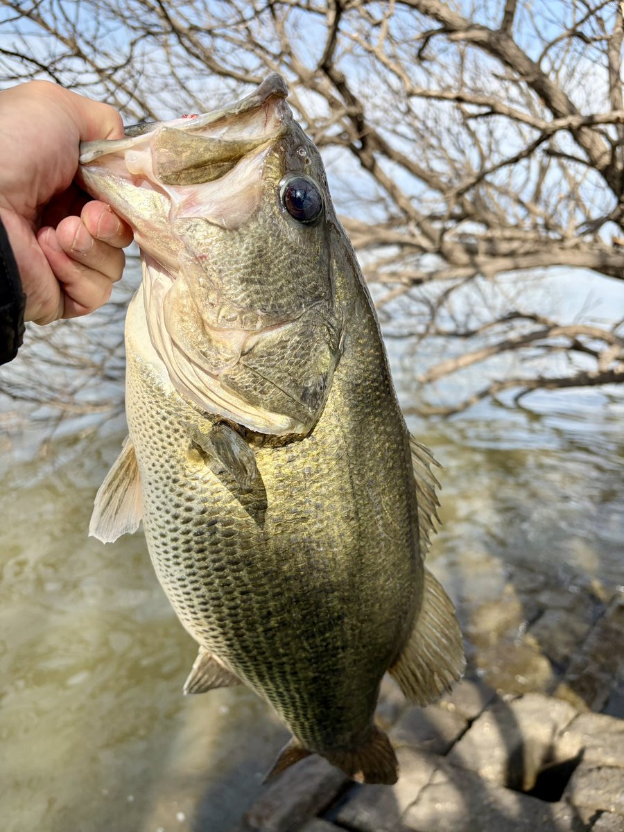 ねぎとろG tweet media