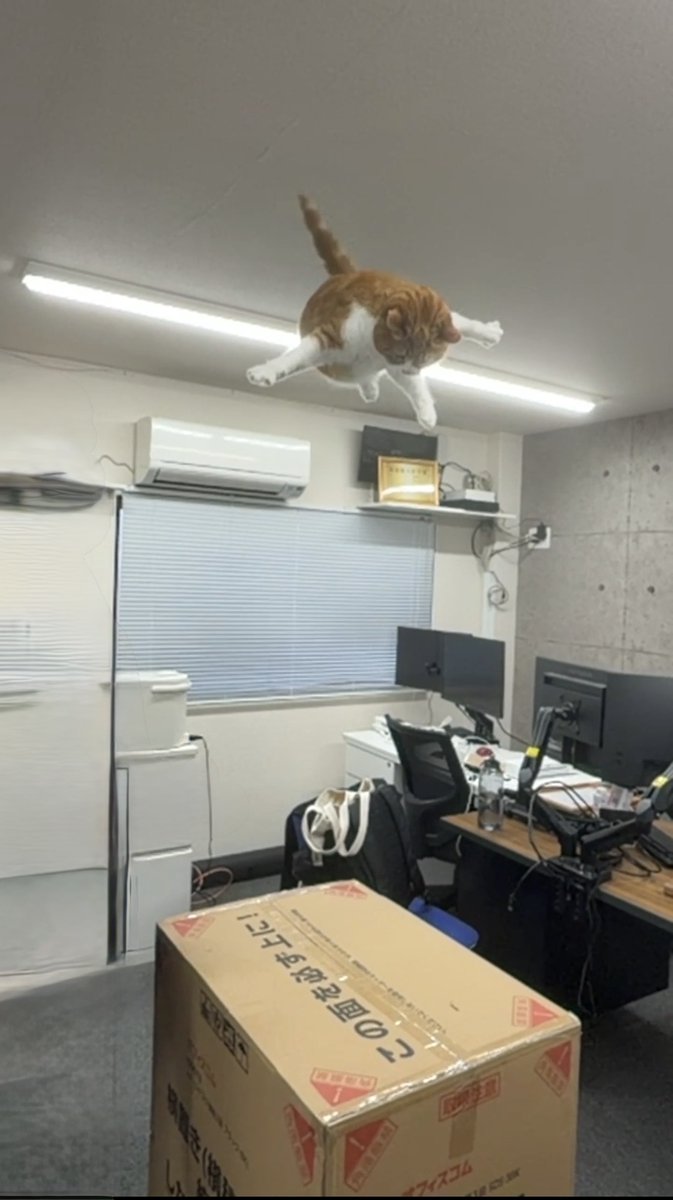 タマ王 TAMAO🐈👑 tweet media