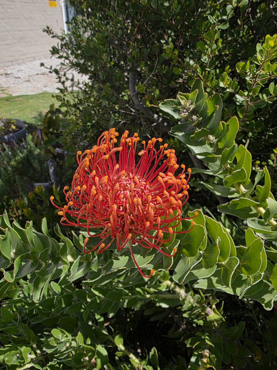 Nadine - Living It Up CT tweet media