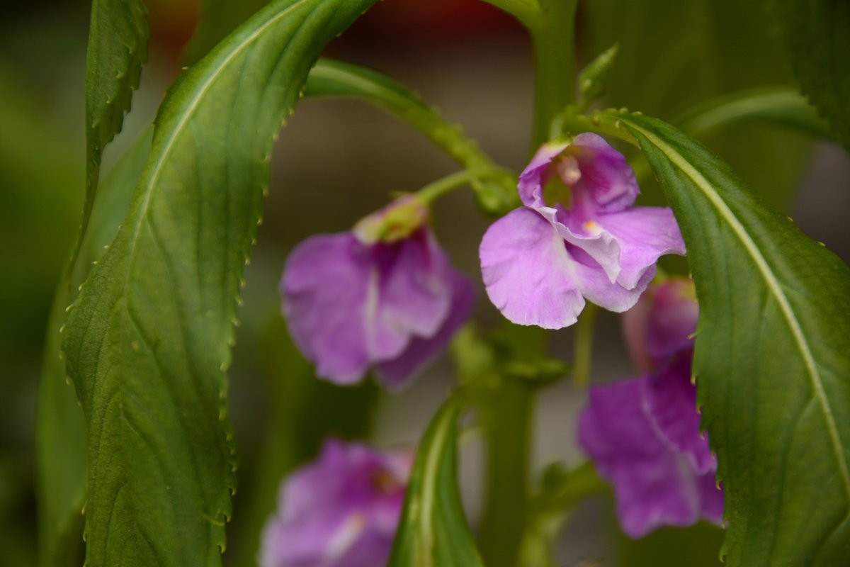 jonay gonzález mora tweet media