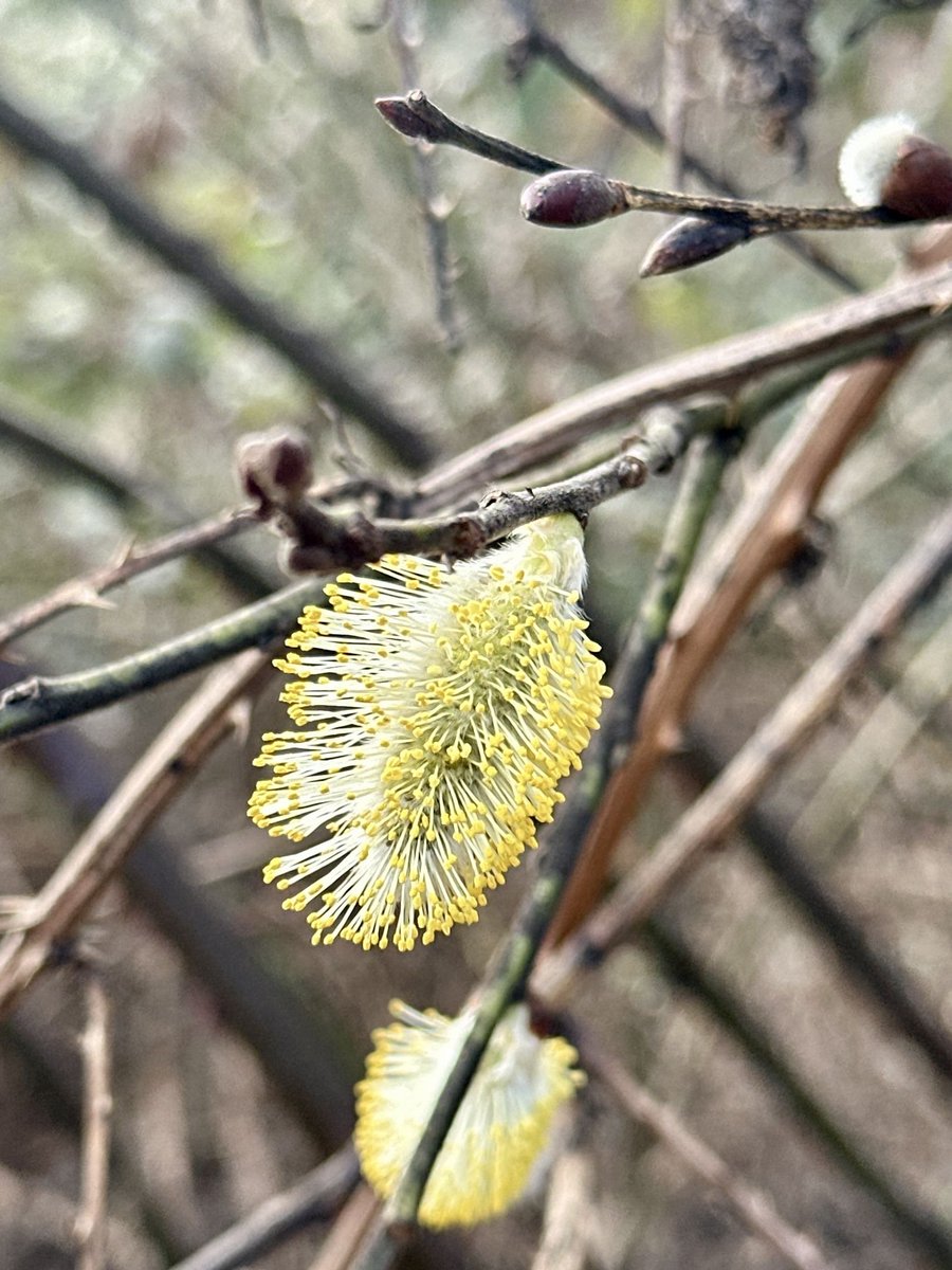 torrocus.peaq tweet media