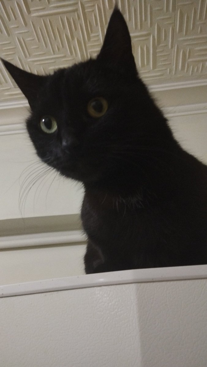 ErebusC5🦈 tweet media