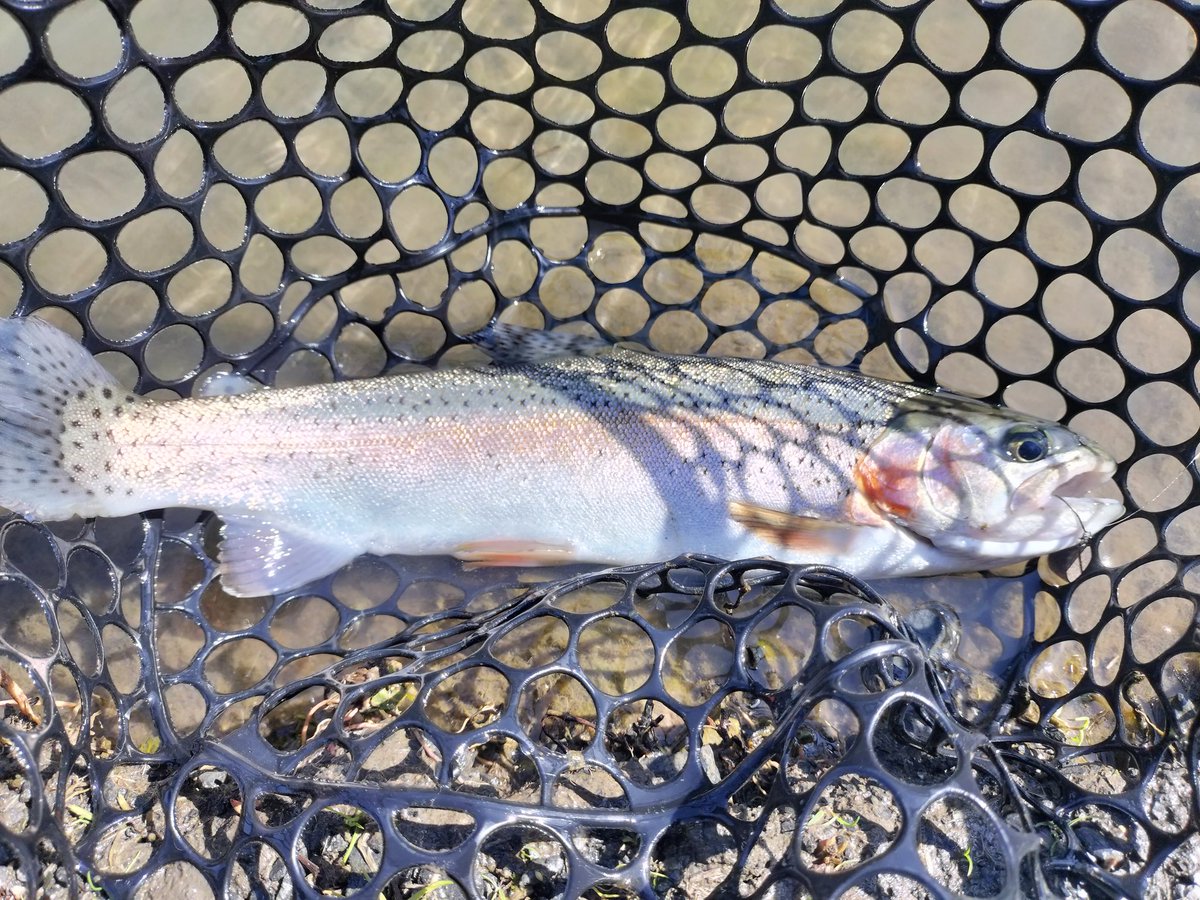 くらえい tweet media