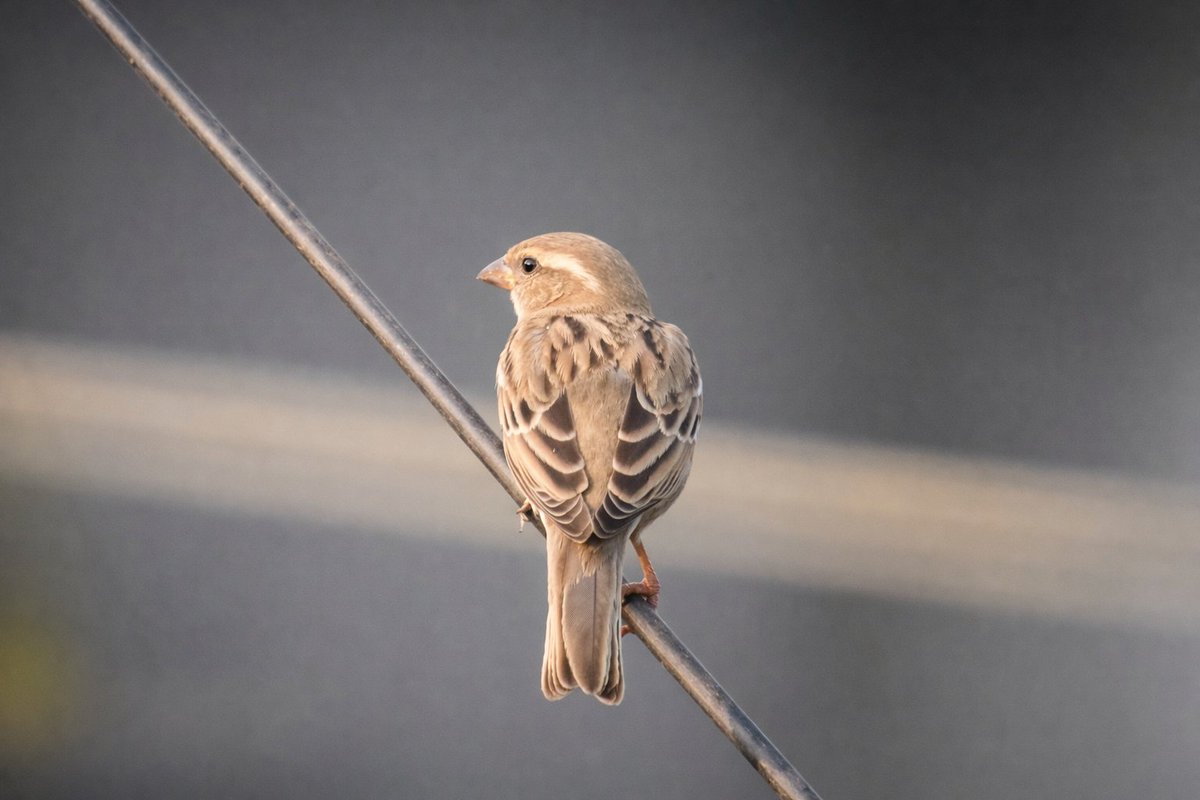 Serendipity 4.0 tweet media