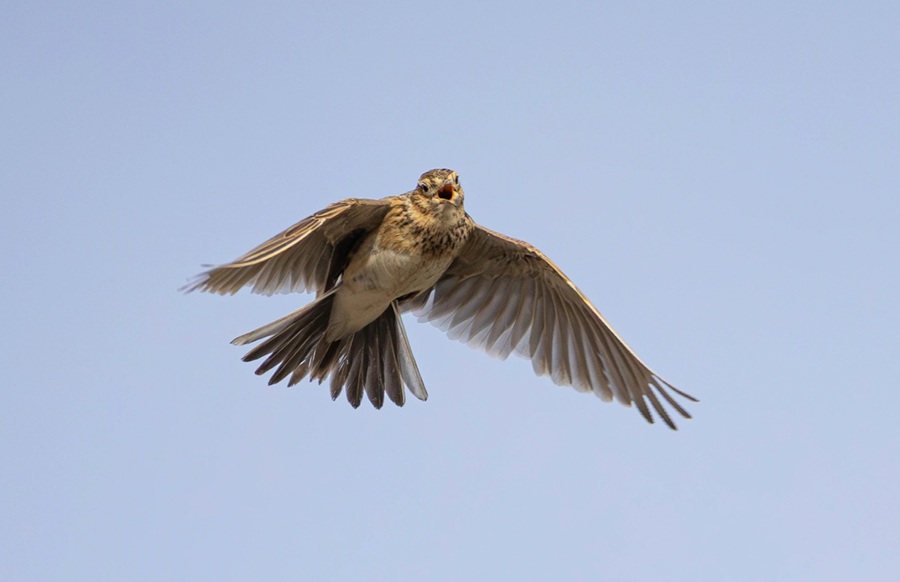 BirdlifeSuomi's tweet photo. Lintujen kevätmuutto näkyy nyt koko Suomessa, ja muuttolintuja saapuu päivittäin lisää. Länsi-Suomeen on tullut tuhansia taigametsähanhia, ja Lappiin asti ovat ehtineet mm. kiuru, pulmunen ja töyhtöhyyppä.

https://t.co/Ccqf1p0Bng
#lintutilanne #kevätmuutto #kiuru
📷 Petri Vainio https://t.co/obSQ4PhDFm